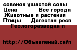 совенок ушастой совы › Цена ­ 5 000 - Все города Животные и растения » Птицы   . Дагестан респ.,Геологоразведка п.